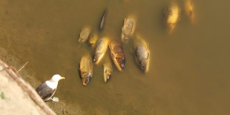 Viña del Mar: centenares de peces muertos aparecen en el estero Marga Marga tras rotura de matriz de aguas servidas