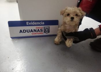 Rescatan a 25 cachorros de raza que eran ingresados ocultos como contrabando por Paso Los Libertadores