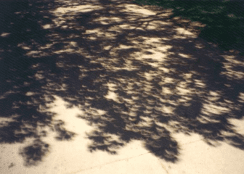 Enseñan cómo observar el eclipse parcial de sol en Chile central solo con ayuda de la naturaleza