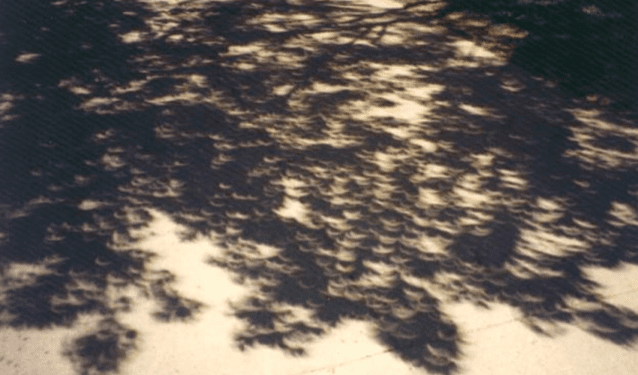 Enseñan cómo observar el eclipse parcial de sol en Chile central solo con ayuda de la naturaleza