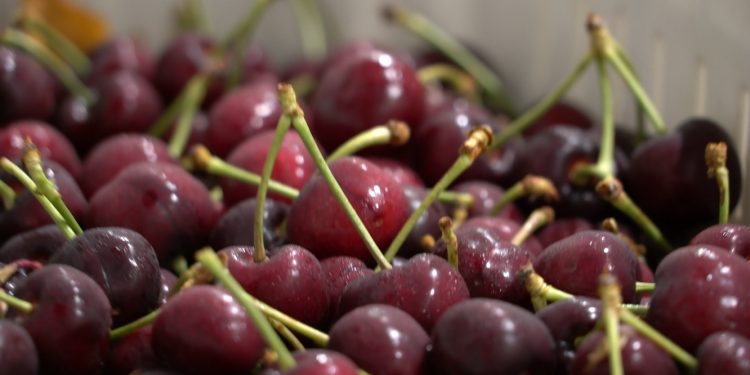 Exportación chilena de cerezas: chinos no perdonan la falta del «palito» en la fruta
