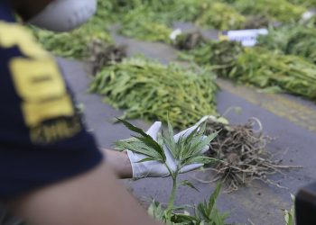 Más de 6 mil 500 plantas de cannabis sativa fueron incautadas en operativos de la PDI Los Andes