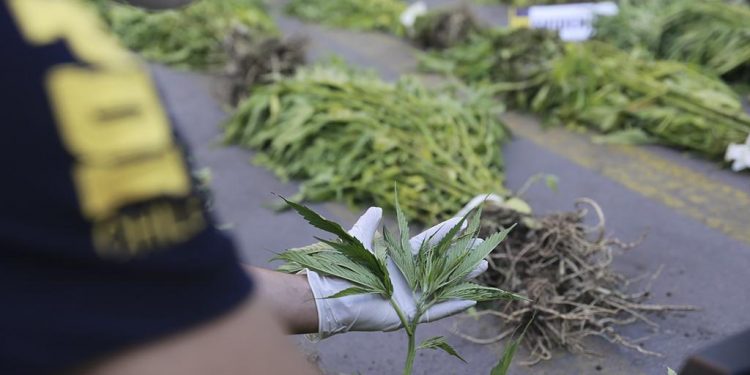 Más de 6 mil 500 plantas de cannabis sativa fueron incautadas en operativos de la PDI Los Andes