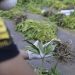 Más de 6 mil 500 plantas de cannabis sativa fueron incautadas en operativos de la PDI Los Andes
