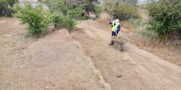 Más de 9 kilómetros de cortafuegos serán realizados en Villa Alemana por trabajadores de programa de empleo de Conaf