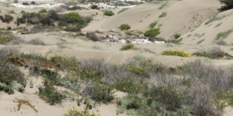 Municipalidad de La Ligua envía oficio al Presidente Piñera para acelerar declaración de Santuario de la Naturaleza para las Dunas de Longotoma