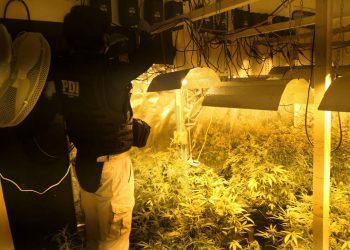 «Operación Montenegro»: detienen a siete personas durante incautación de cannabis sativa