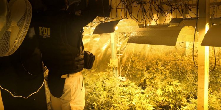 «Operación Montenegro»: detienen a siete personas durante incautación de cannabis sativa