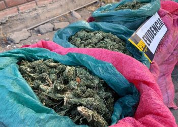 Con 100 kilos de marihuana fue detenida banda delictual en Los Andes