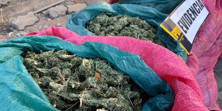 Con 100 kilos de marihuana fue detenida banda delictual en Los Andes