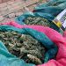 Con 100 kilos de marihuana fue detenida banda delictual en Los Andes
