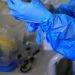 Infectólogo advierte que es esperable la aparición de una nueva pandemia