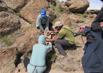 En Putaendo, con cámaras trampa estudiantes UPLA y habitantes registran fauna silvestre
