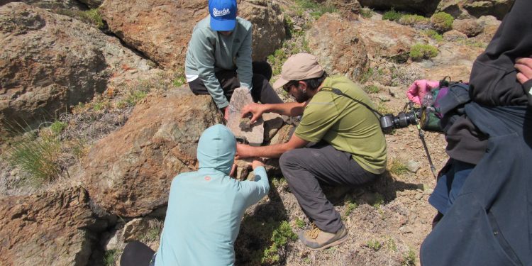 En Putaendo, con cámaras trampa estudiantes UPLA y habitantes registran fauna silvestre