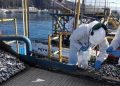 Sernapesca entrega balance de 2020 a un año de asumir la certificación de desembarques en todo el país