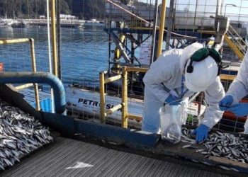 Sernapesca entrega balance de 2020 a un año de asumir la certificación de desembarques en todo el país