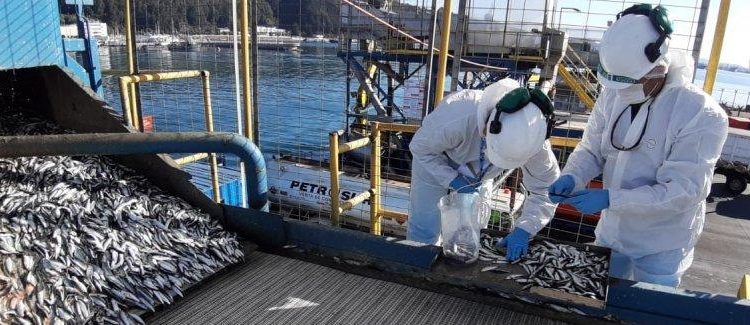 Sernapesca entrega balance de 2020 a un año de asumir la certificación de desembarques en todo el país