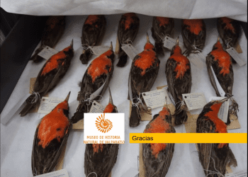 Para divulgar las ciencias: UPLA y Museo de Historia Natural de Valparaíso acuerdan trabajo conjunto