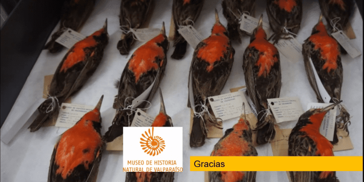 Para divulgar las ciencias: UPLA y Museo de Historia Natural de Valparaíso acuerdan trabajo conjunto