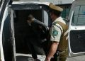 En Casablanca detienen a sujeto acusado de participar en quema de pastizales