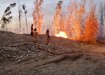 Querella criminal por incendio en Bosque de Pachacama es presentada por la Municipalidad de La Calera