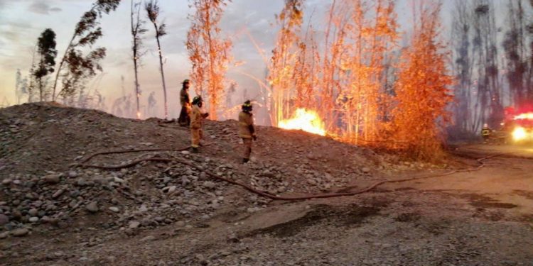 Querella criminal por incendio en Bosque de Pachacama es presentada por la Municipalidad de La Calera
