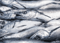 Prohibición de pesca de arrastre de la merluza es celebrada por pescadores artesanales