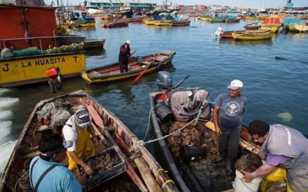Presentan proyecto de ley “Corpesca”, que protege las primeras millas marinas en el norte del país