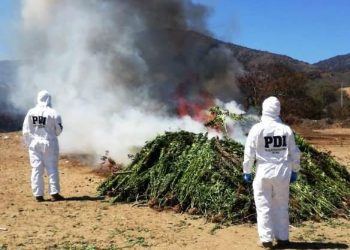 3.602 plantas de cannabis sativa fueron incautadas en quebradas de Catapilco