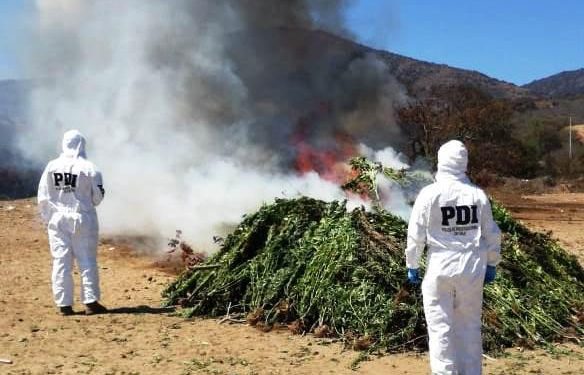 3.602 plantas de cannabis sativa fueron incautadas en quebradas de Catapilco