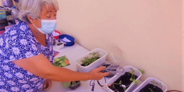 Mujeres de El Rungue se proyectan como productoras de hortalizas libres de contaminación