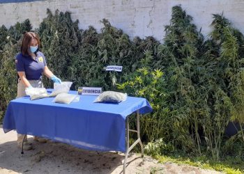Plantación de cannabis sativa fue incautada en sector rural de Limache