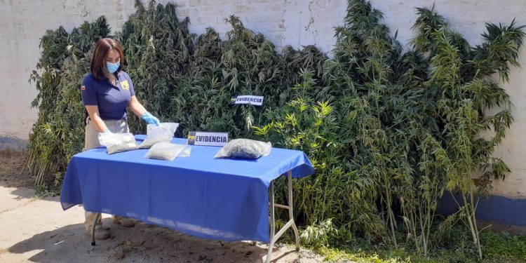 Plantación de cannabis sativa fue incautada en sector rural de Limache