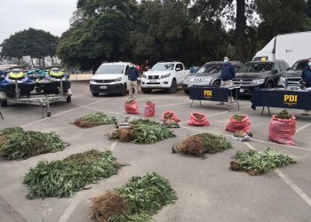 Desbaratan banda dedicada al tráfico de cannabis que operaba en cuatro regiones del país