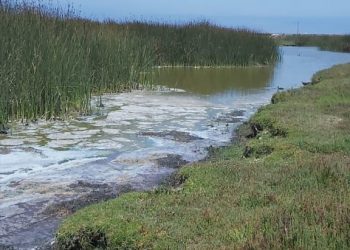 Humedal de Mantagua es afectado por vertimiento de aguas servidas y desechos químicos hace una semana