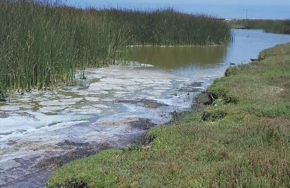 Humedal de Mantagua es afectado por vertimiento de aguas servidas y desechos químicos hace una semana
