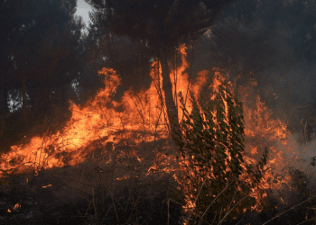 Columna de opinión: «Temporada de incendios y el desafío de la comunicación crítica»