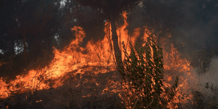 Columna de opinión: «Temporada de incendios y el desafío de la comunicación crítica»