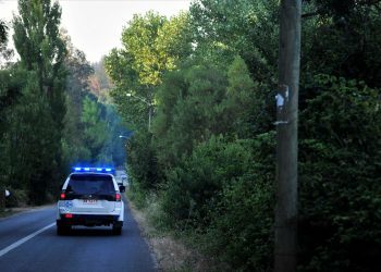 Casi 4 mil plantas de cannabis sativa son incautadas en sector precordillerano del valle de Quilimarí