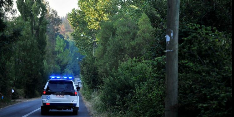 Casi 4 mil plantas de cannabis sativa son incautadas en sector precordillerano del valle de Quilimarí