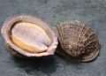 Comenzó veda biológica del loco en la zona norte de Chile
