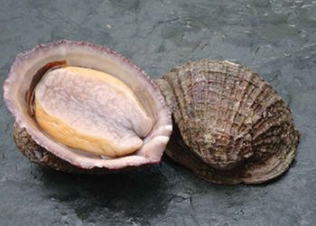 Comenzó veda biológica del loco en la zona norte de Chile