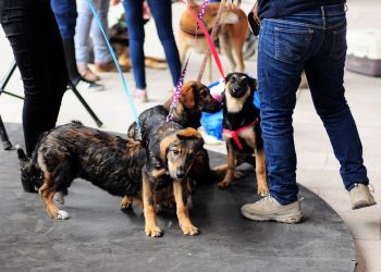 Curiosidades del Registro Nacional de Mascotas a dos años de su obligatoriedad