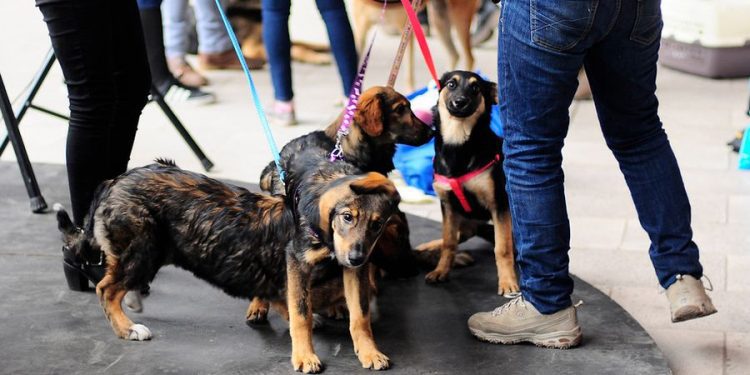 Curiosidades del Registro Nacional de Mascotas a dos años de su obligatoriedad