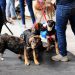 Curiosidades del Registro Nacional de Mascotas a dos años de su obligatoriedad