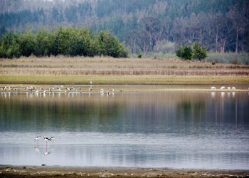 Conaf inicia monitoreo de la calidad del agua en humedales de la Región de Valparaíso