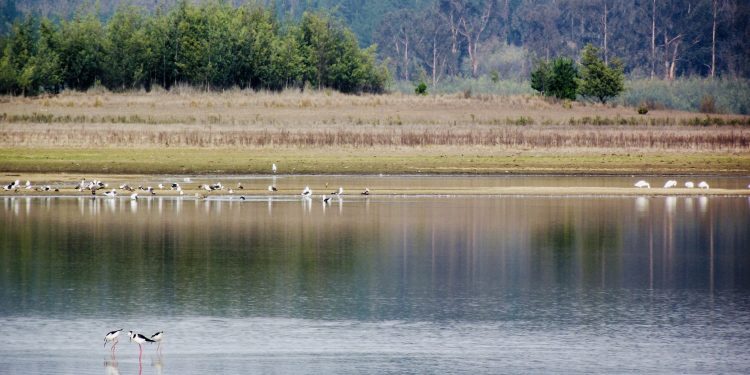 Conaf inicia monitoreo de la calidad del agua en humedales de la Región de Valparaíso