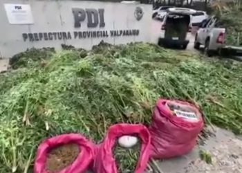 3.550 plantas de cannabis sativa fueron incautadas en Casablanca