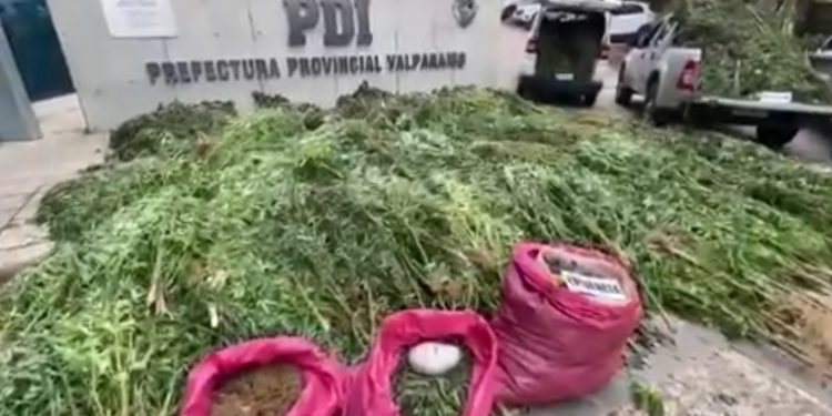 3.550 plantas de cannabis sativa fueron incautadas en Casablanca