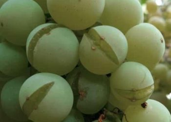 INDAP llama a pequeños agricultores con seguros a denunciar daños en sus producciones por últimas lluvias